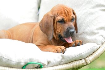 Štěňátko rhodéského ridgebacka - chlapec s PP - 5