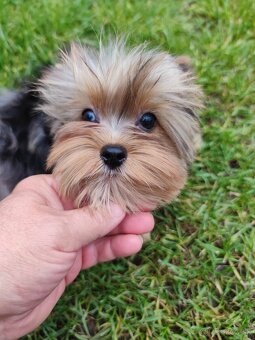 Yorkshire terrier - 5