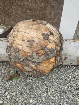 Nádor ( burl ) na kmeni stromu , BUK - 5