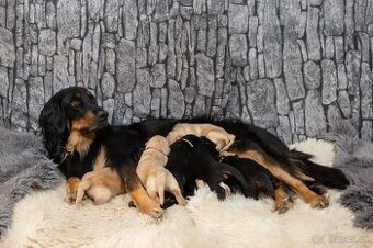 Nabídka hovawartích štěňat s PP - štěňata - 5