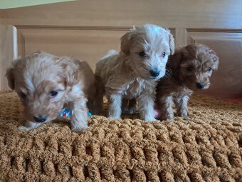 Maltipoo šteniatka - 5
