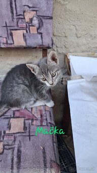 Darujem mačiatka a kocurika - 5