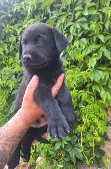 Šteniatka labrador x NO - 5