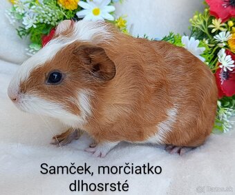Morča/Morčiatka samčekovia - 5