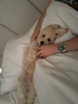 Maltipoo beige - 5