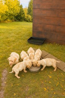 šteniatka labrador a IHNEĎ - 5