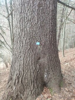 EXKLUZÍVNA INVESTÍCIA S OKAMŽITOU HODNOTOU: Pozemky s 85-roč - 5