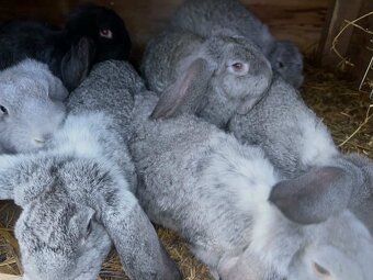 Králiky ( francúzsky baran ) - 5