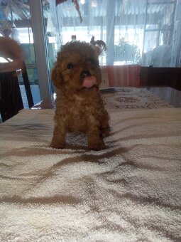 Toy pudel pudlik - 5