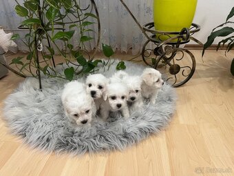 Šteniatka Maltezáka , Maltezák , Maltezak , Maltez - 5