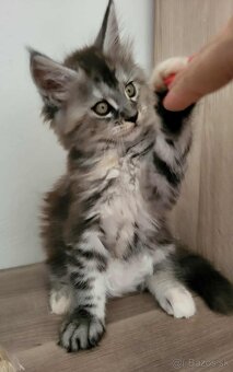 Mačička Maine Coon - 5