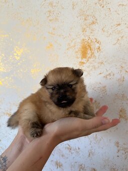 Pomeranian - 5