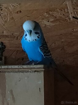 Výstavná andulka - 5