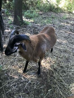 Predám kamerunské ovce - 5