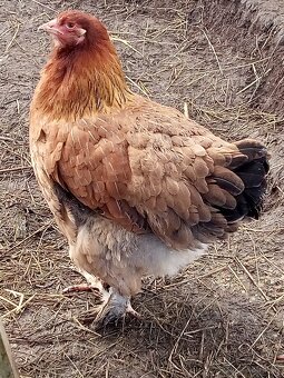 Mládky brahmanky - 5