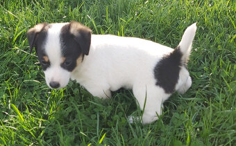 Jack Russell Terier šteniatka - 5