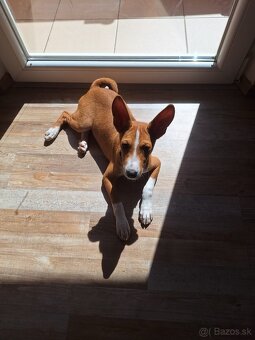 Basenji 3 mesacne steniatko - 5