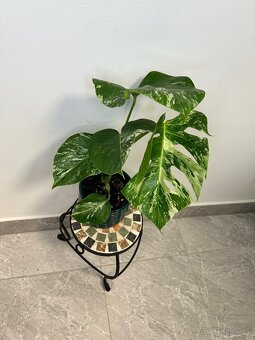 Monstera Deliciosa Albo Variegata - 5