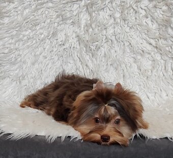 Yorkshire teriér s PP, Jorkšírský teriér s PP, York - 5