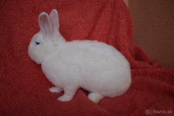 Predam Viedensky biely - 5