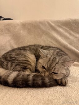 Darujeme mačičku - 5