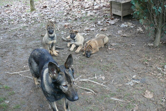 Šteniatka Nemeckého ovčiaka s PP- pracovné - 5