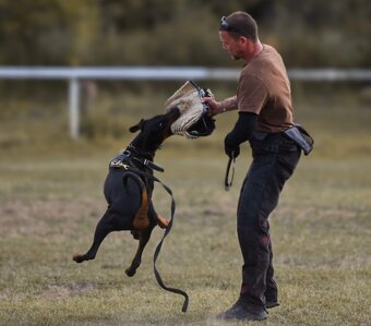 Doberman šteniatka s PP - 5