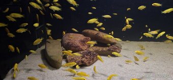 Africke cichlidy malawi - 5