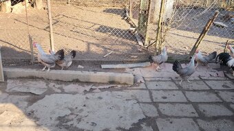 Vlaska striebornokrka - 5