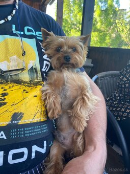 yorkshire terrier - krytie - 5