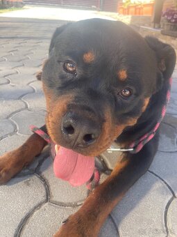 Rottweiler Rotvajler RTW krytie - 5