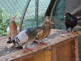 Holub ryman , hohub pávik - 5