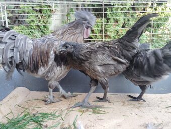 Predám ayam cenami modré - 5