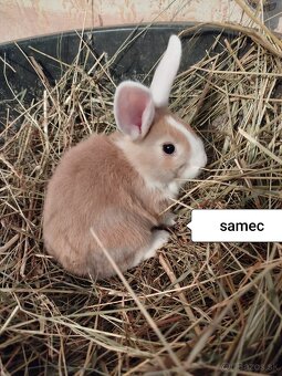 Predám zakrslých zajačikov - 5