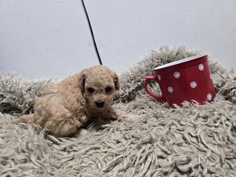 Toy pudel - 5