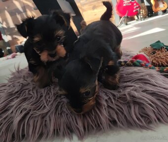 Predám šteniatka Yorkshirsky terier - 5