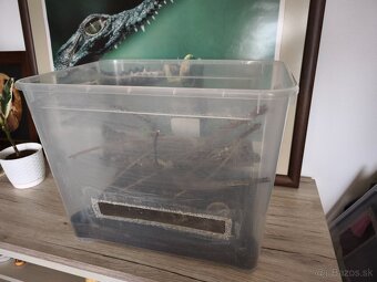 Pagekon riasnaty - 5