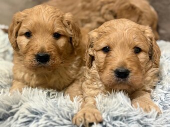 Goldendoodle - 5