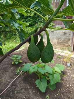 Predám figovník - 5