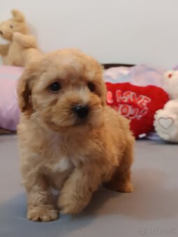 Mini maltipoo - 5