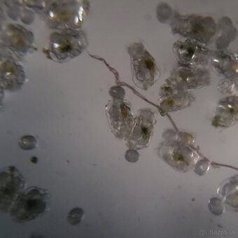 Vírniky Brachionus plicatilis - 5