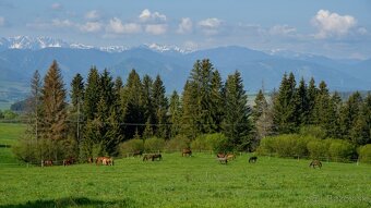 Ustajnenie pre kone pod Kriváňom – pre hobby jazdcov, žriebä - 5
