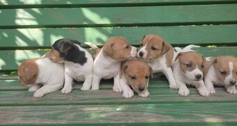 Jack russel terier - 5