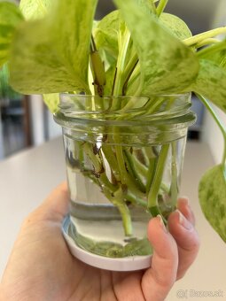 Epipremnum Marble Queen “Snow Queen” - 5