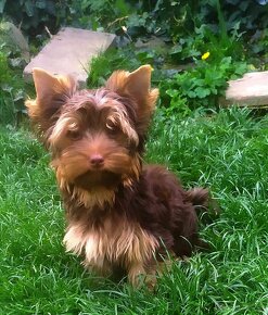 Jorkšírský terier, Jork, York, Yorkshire terrier - 5