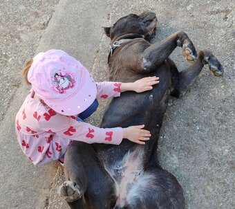 Darujeme cane corso - 5
