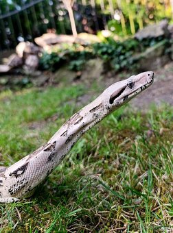 Veľhad Kráľovský / Boa Constrictor - 5
