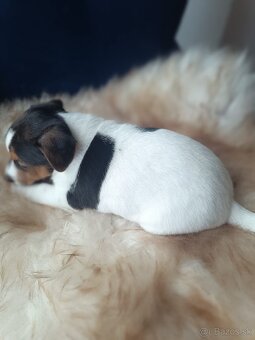 Jack Russell Teriér šteniatka - 5