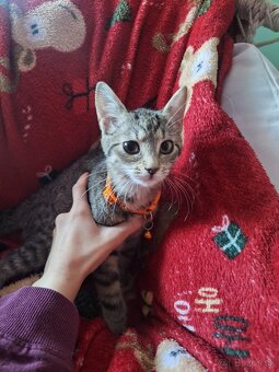 Darujem za veterinárne poplatky - 5