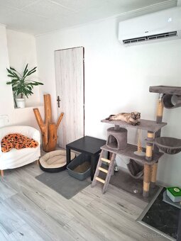 Hotel pre mačky - 5